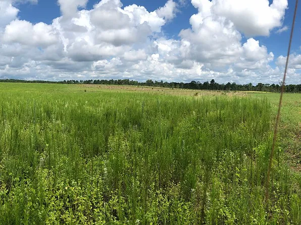 Mount Calvary Rd, Trenton, SC 29847