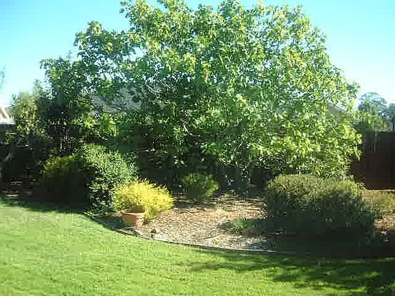 Yard center back to south Fig