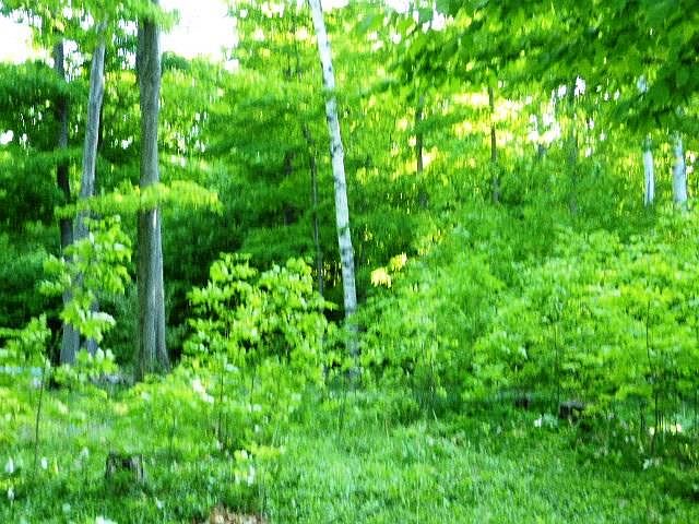 1st image of 11645 Meadow Wood Ln