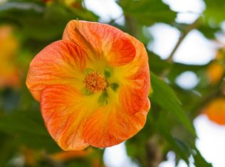 1346 Gilman St, Berkeley, CA 94706