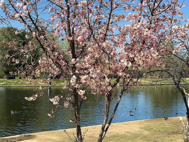 Cherry Blossoms Springtime Summertime, At Lake Balboa Park Close By Within Minutes