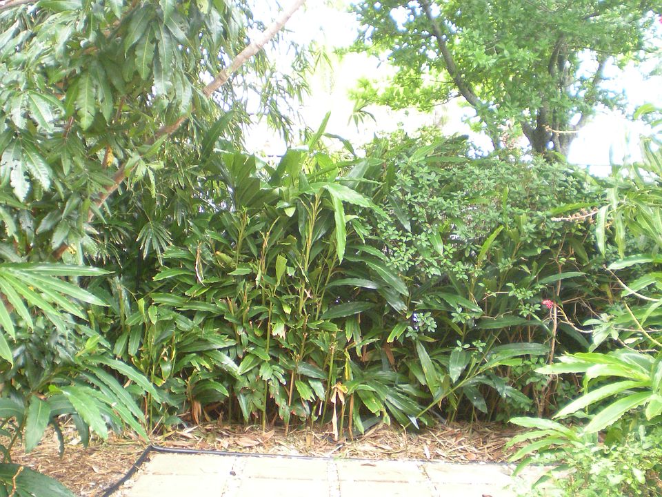 Lush, tropical landscaping