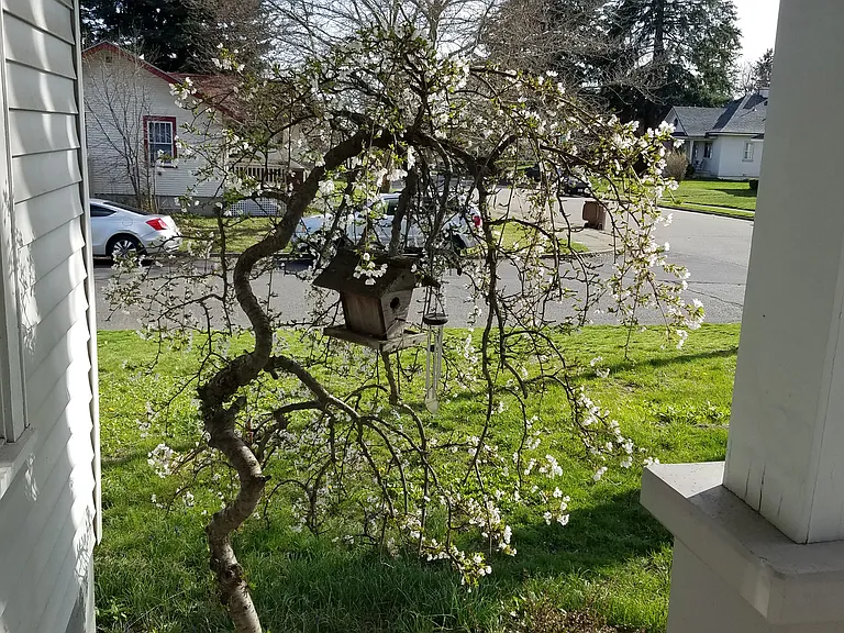 Curly crab apple