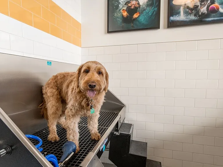 WAG dog spa
