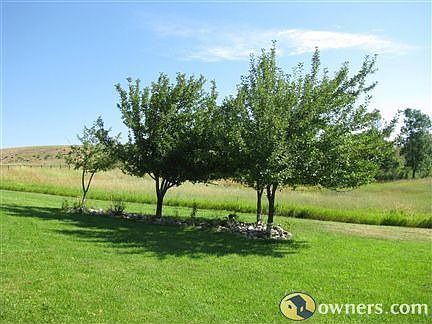 Mature fruit bearing apple trees.