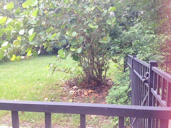Large fenced yard