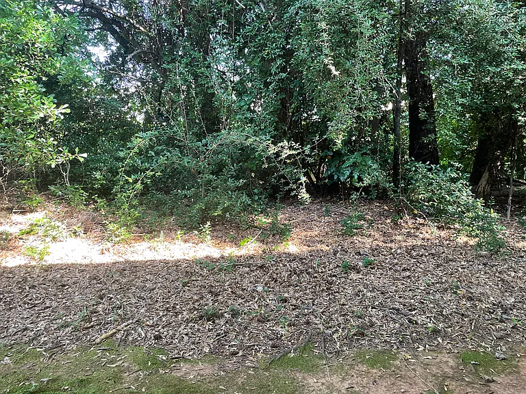 Beautiful green area behind your pation