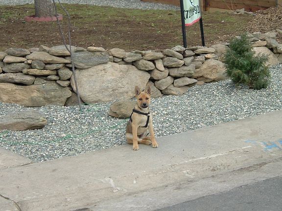 Moss rock retaing walls