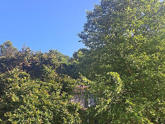 Well shaded in the summer