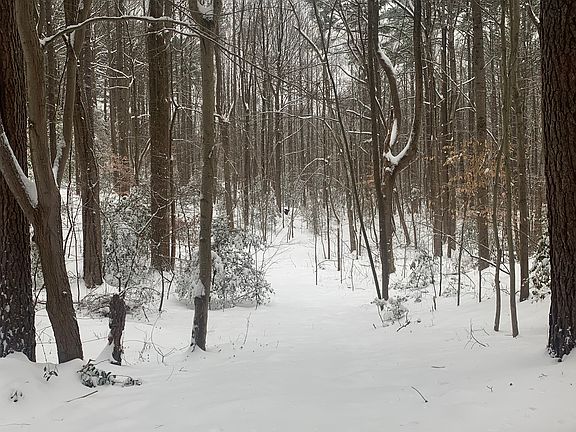 5.5 Acres of mature woods