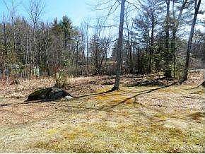 Lg Trees Were Removed!