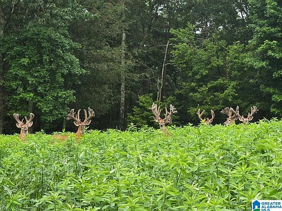 3rd image of 0 Guinns Cove Rd #1