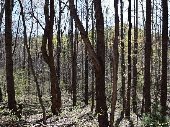 4th image of Dogwood Mountain Ln
