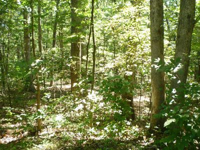 95 Willow Ln, Mount Jackson, VA, 22842