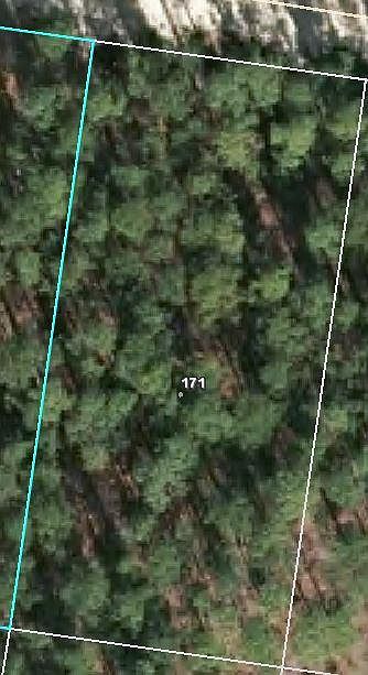 2nd image of 171 Pine Oak