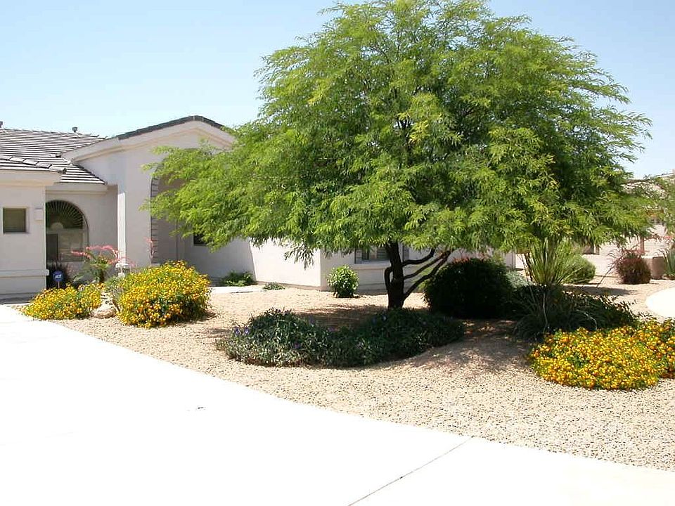 Mature Desert Landscape