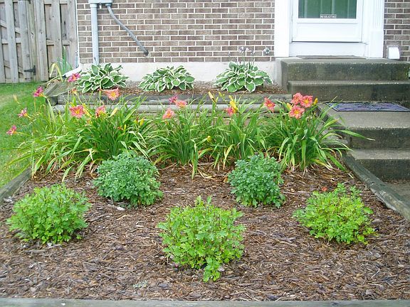 2nd year for the mums