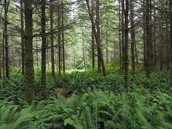 Douglas-fir