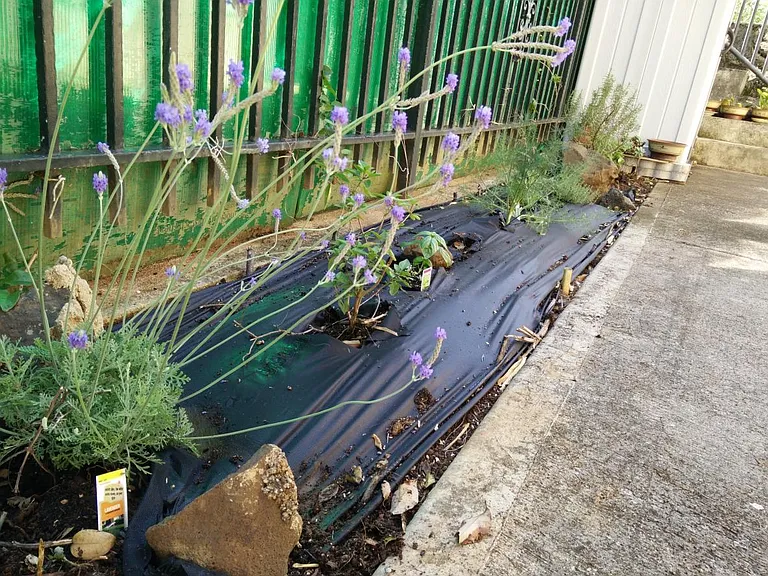 Herb Garden
