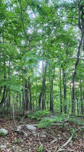 LOT 7 Pattys Pl, Luray, VA, 22835