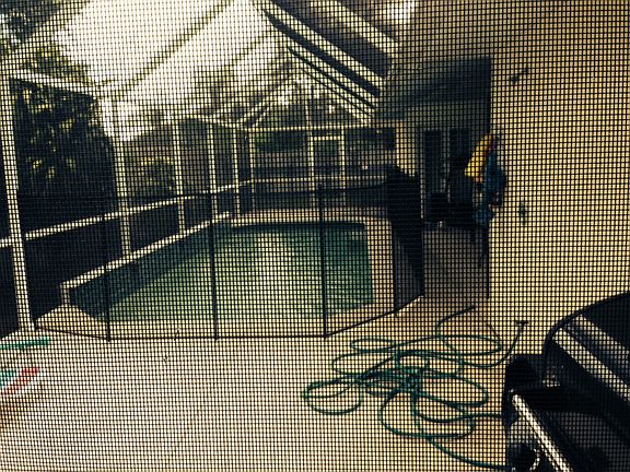 Pool with fence