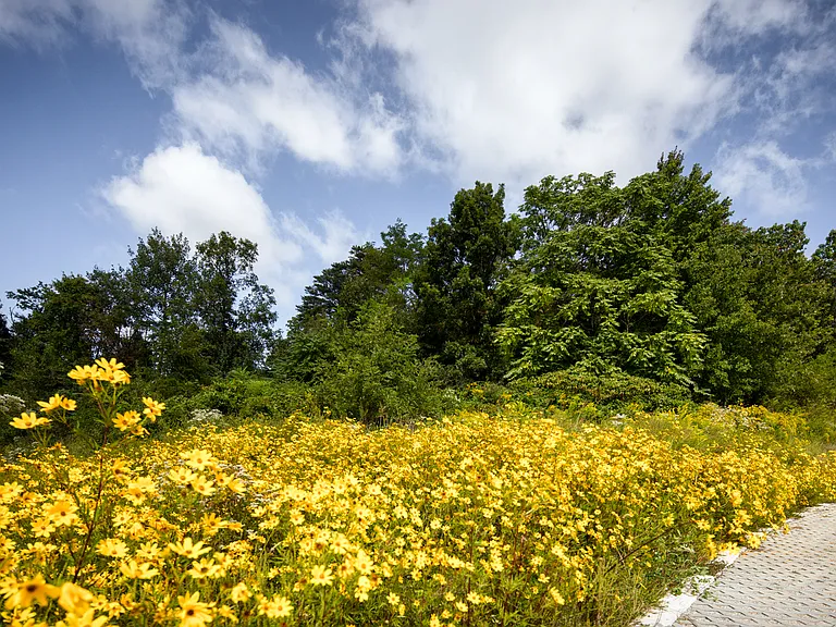Brompton House Landscapes