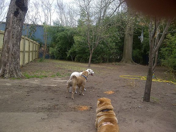 yard, needs landscaping