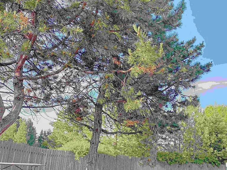 Beautiful Landscaping
