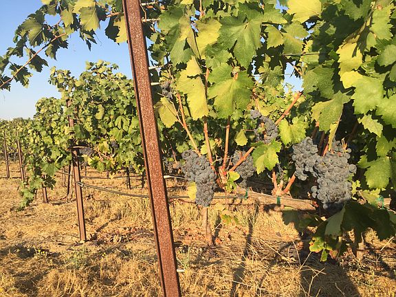 Livermore vinyard area