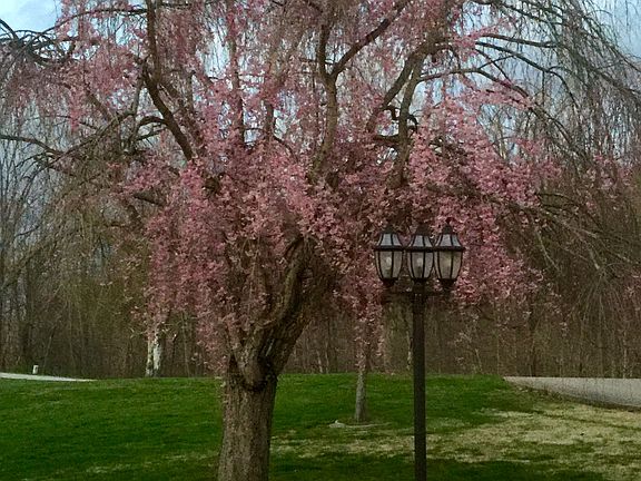 Amazing Weeping Cherry Tree