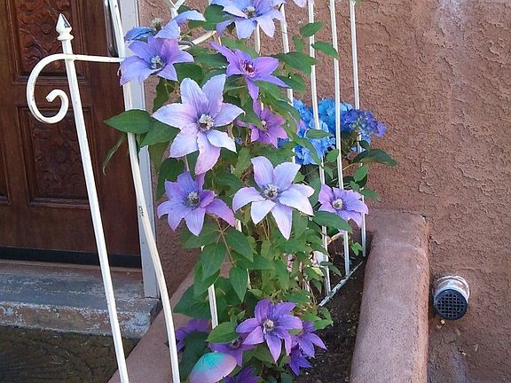 Front Door & Planter