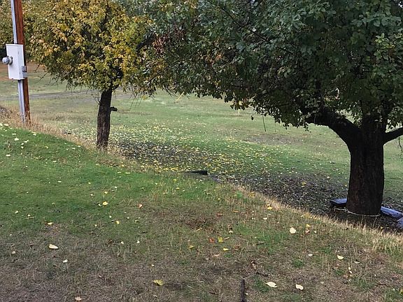Apple trees
