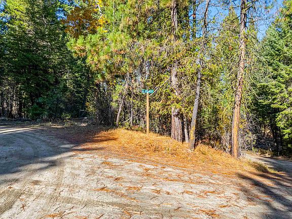 3rd image of 5 Bell Flower