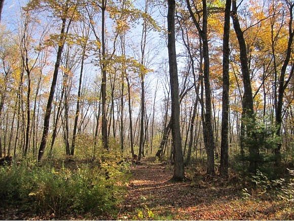 Lot in fall