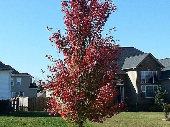 October Glory Maple