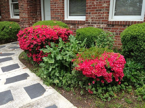 FLOWERING SHRUBS