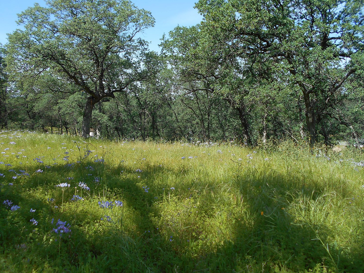 00 Paskenta Road, Corning, CA 96021 Zillow