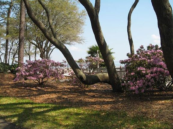 Azaleas In Bloom