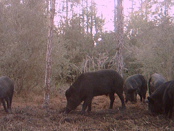 3rd image of 0 SW Wire Rd