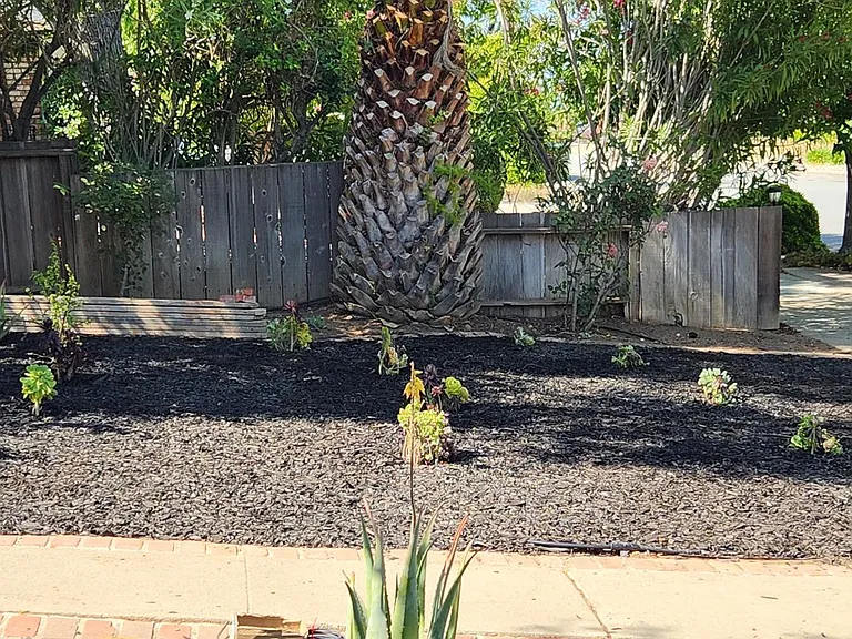 our graceful plam tree