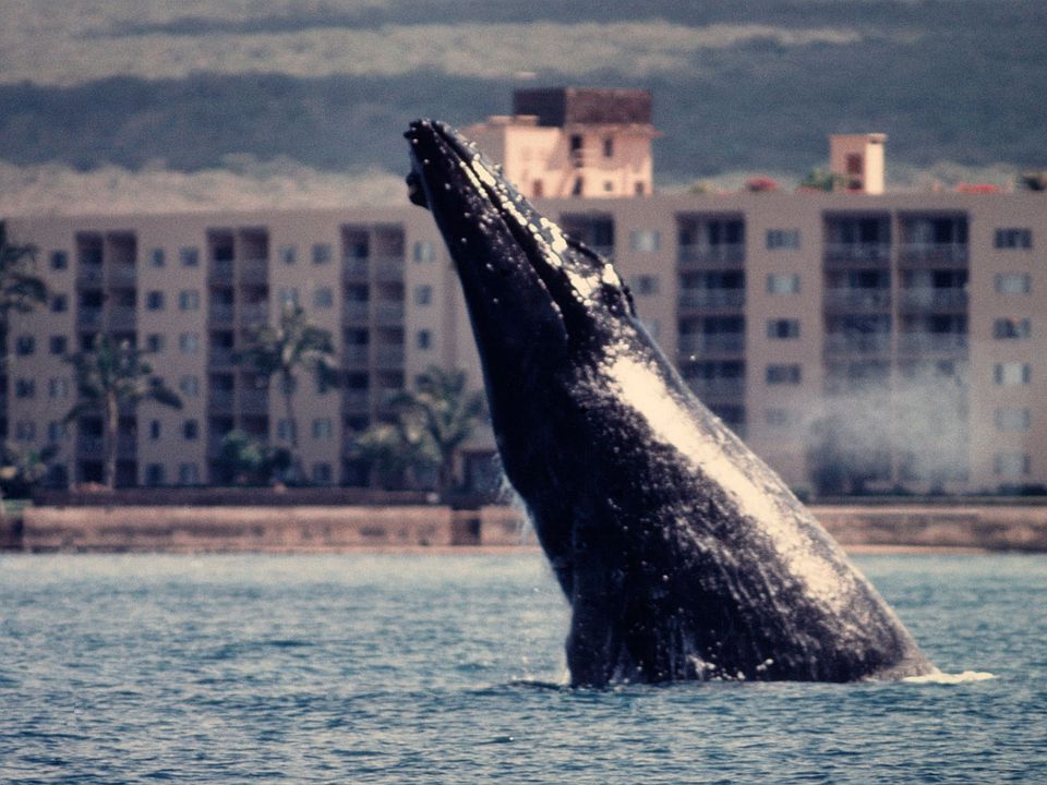 Breaching whale in our front yard