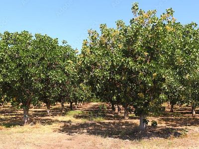 Avenue, Madera, CA, 93638