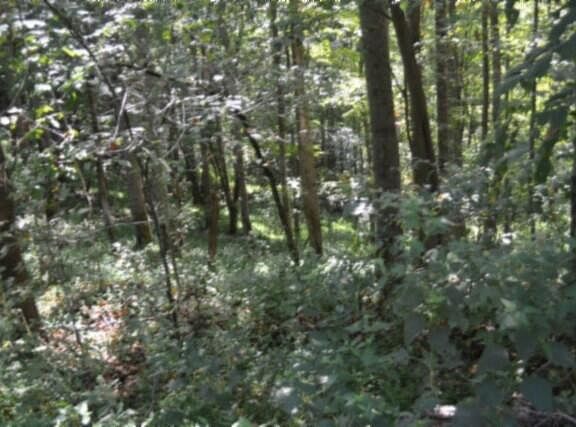 4th image of 2121 Riley Creek Rd