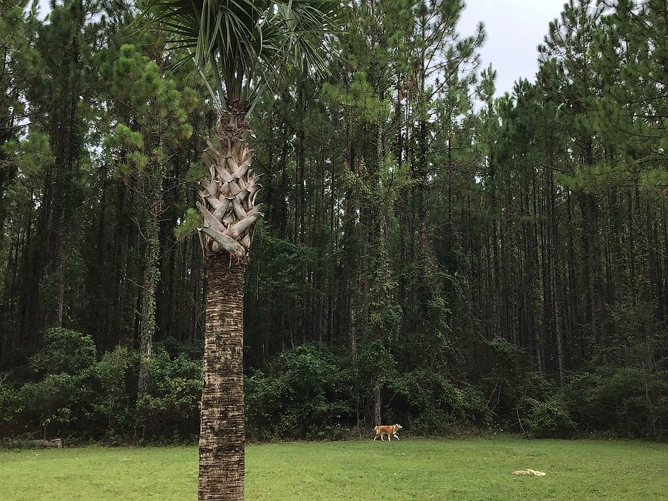 2nd image of 177 Sand Pine Trl