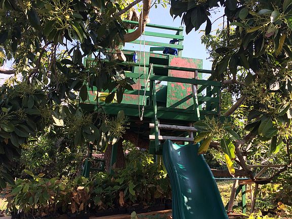 Avocado tree house
