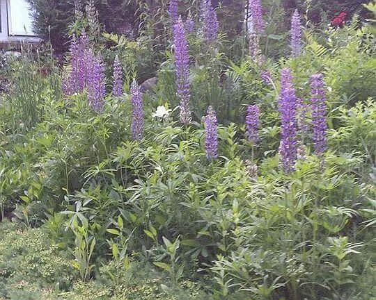 Perennial Gardens - Front