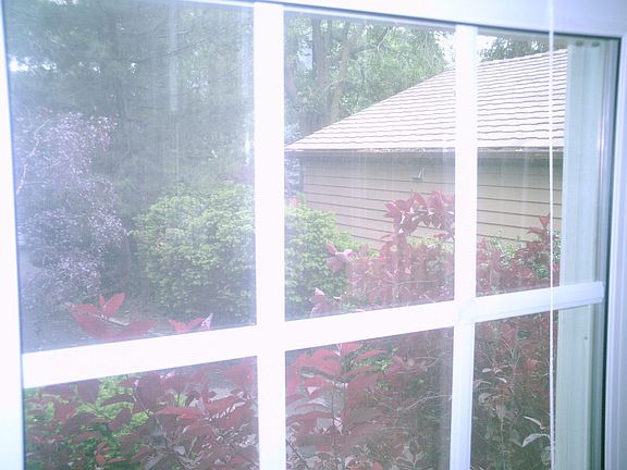 View from Sun Room