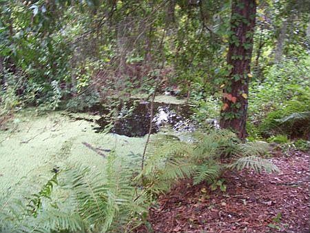 Creek front