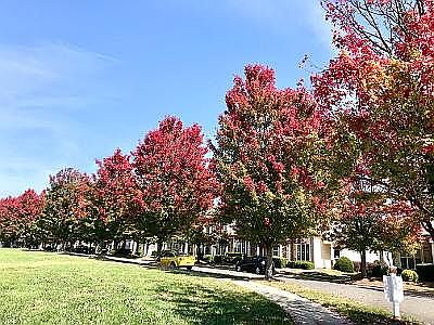 Callonwood's sugar maples 