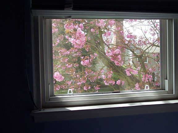 Morning Bedroom Window